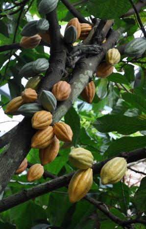 درخت کاکائو